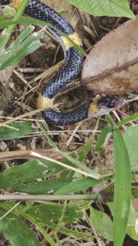 Laotian Wolf Snake