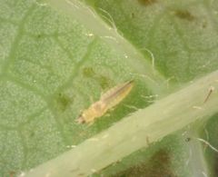 Scirtothrips dorsalis