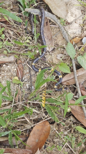 Laotian Wolf Snake