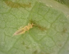 Scirtothrips dorsalis