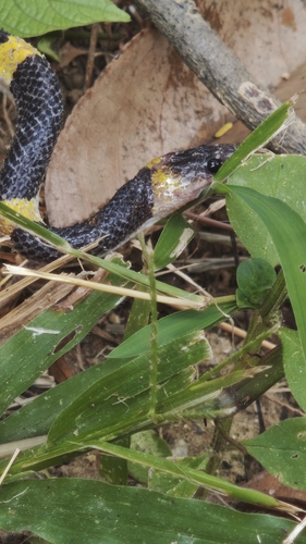 Laotian Wolf Snake