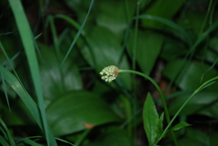 Allium ochotense