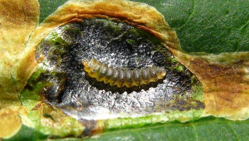 Horse-chestnut Leafminer