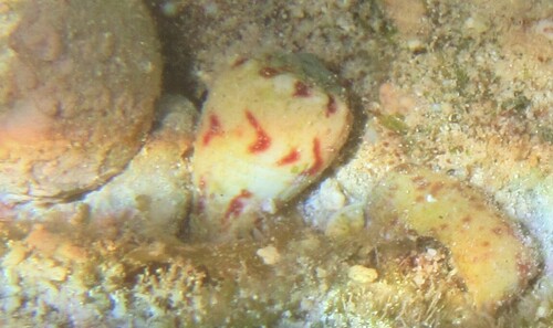 Conus sponsalis