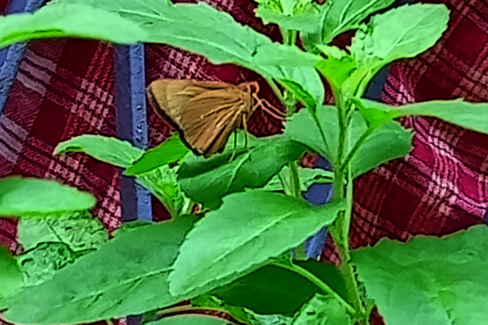 Common Branded Redeye