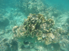 Millepora platyphylla