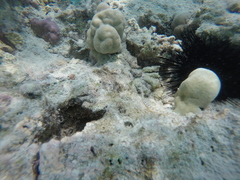 Syngnathidae