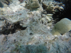 Syngnathidae