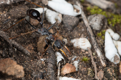 Myrmecia arnoldi