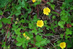 Potentilla stolonifera