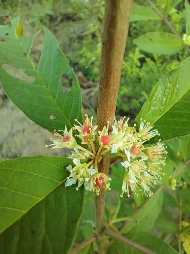 Adenaria floribunda