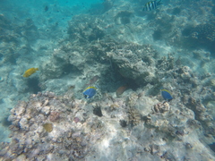 Acanthurus leucosternon