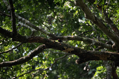 Malimbus rubricollis