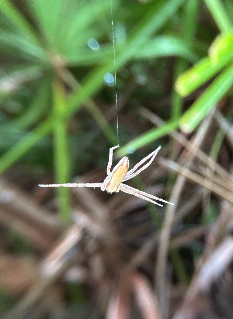 Philodromus bilineatus