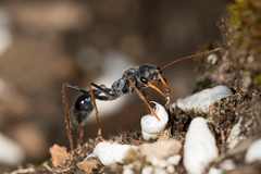 Myrmecia arnoldi