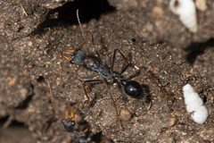 Myrmecia arnoldi