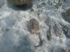 Cladiella