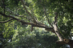 Malimbus rubricollis