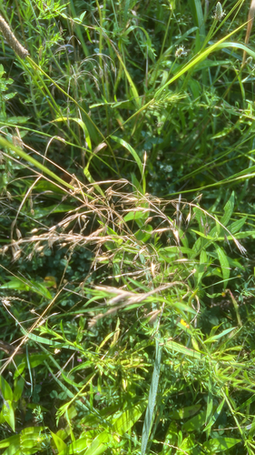 Bromus commutatus iNat (3)
