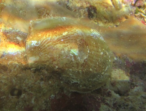 Isognomon perna