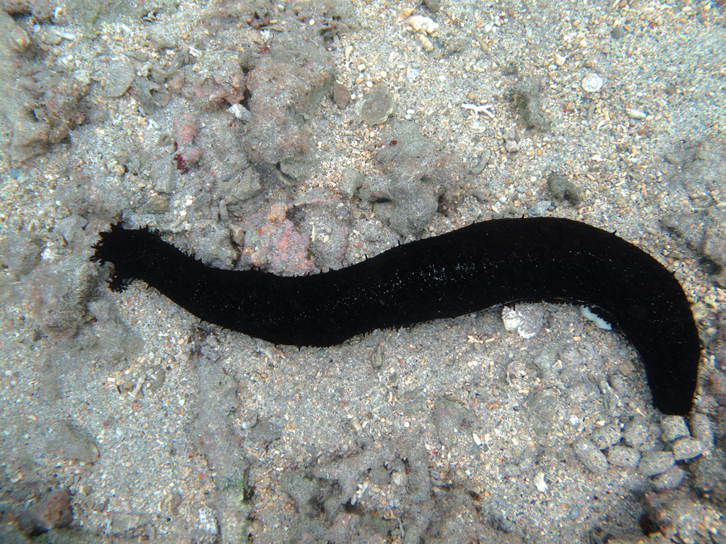 White Thread Fish