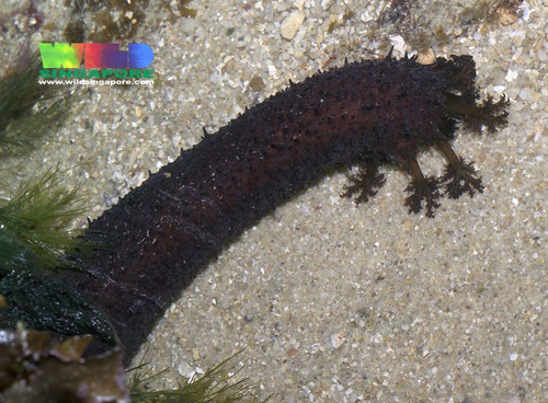 Black Sea Cucumber, photo 4 of 7