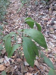Corymborkis veratrifolia