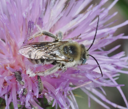Western Thistle Longhorn Bee photo 3
