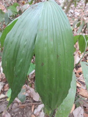 Corymborkis veratrifolia