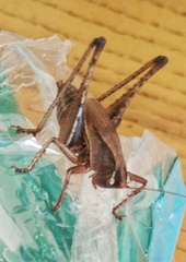 Alfredectes