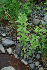 Hylotelephium verticillatum