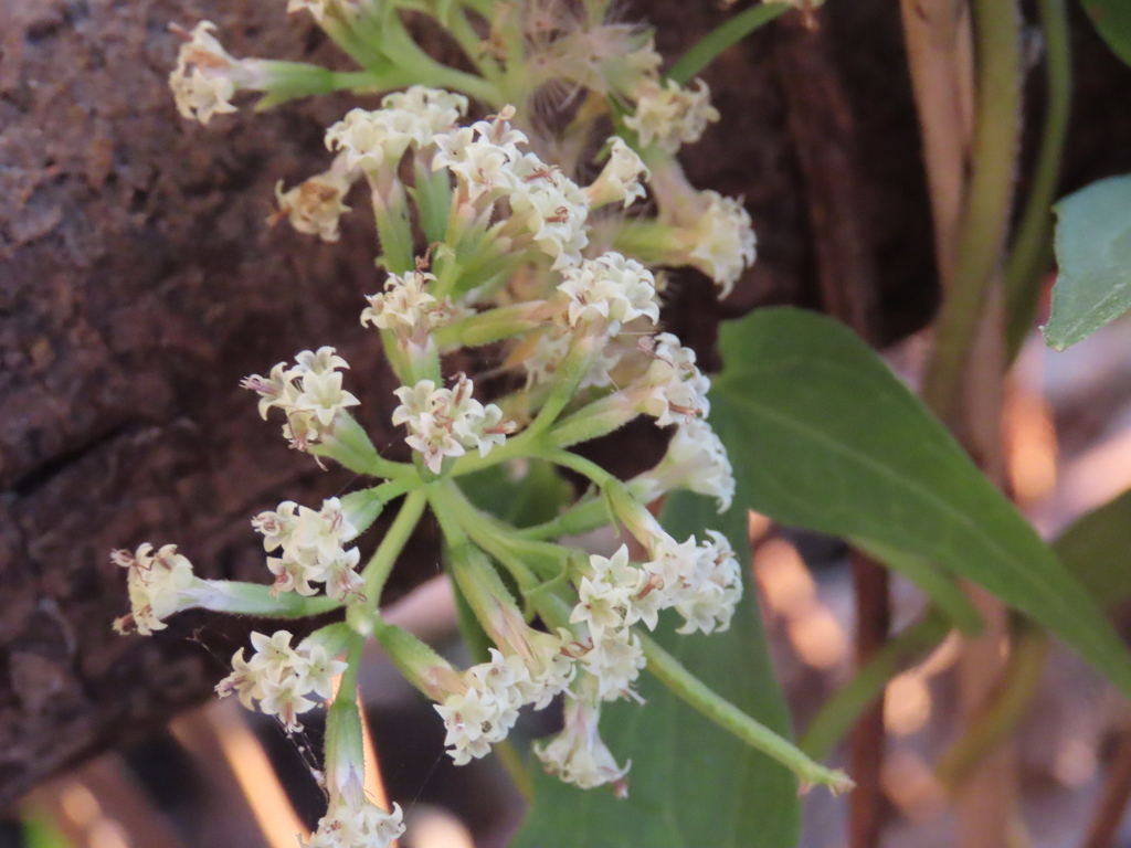 Mikania sagittifera