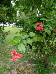 Hibiscus rosa-sinensis