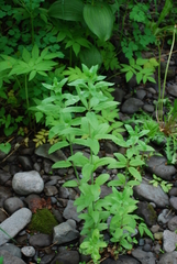 Hylotelephium verticillatum