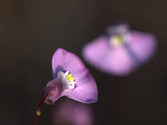 Utricularia uniflora