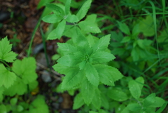 Hylotelephium verticillatum