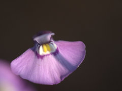 Utricularia uniflora