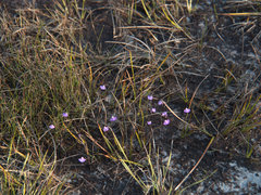 Utricularia uniflora