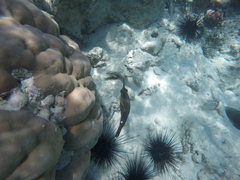 Cantherhines pardalis