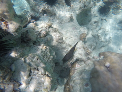 Cantherhines pardalis