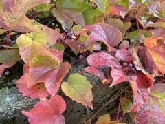 Parthenocissus tricuspidata