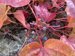 Parthenocissus tricuspidata