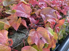 Parthenocissus tricuspidata