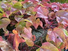 Parthenocissus tricuspidata