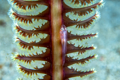 Lobulogobius morrigu