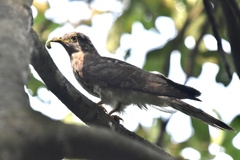 Hierococcyx varius