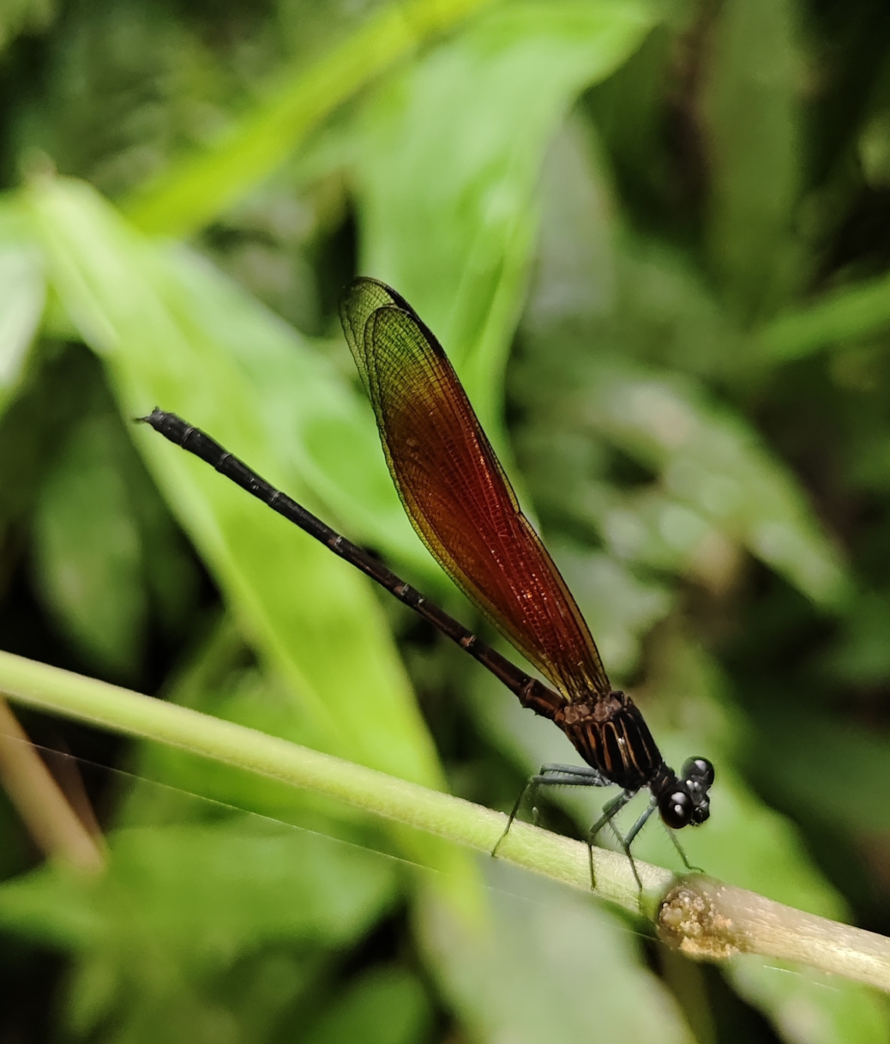 Ochraceous Satinwing