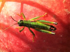 Odontopodisma decipiens