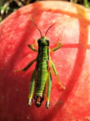 Odontopodisma decipiens