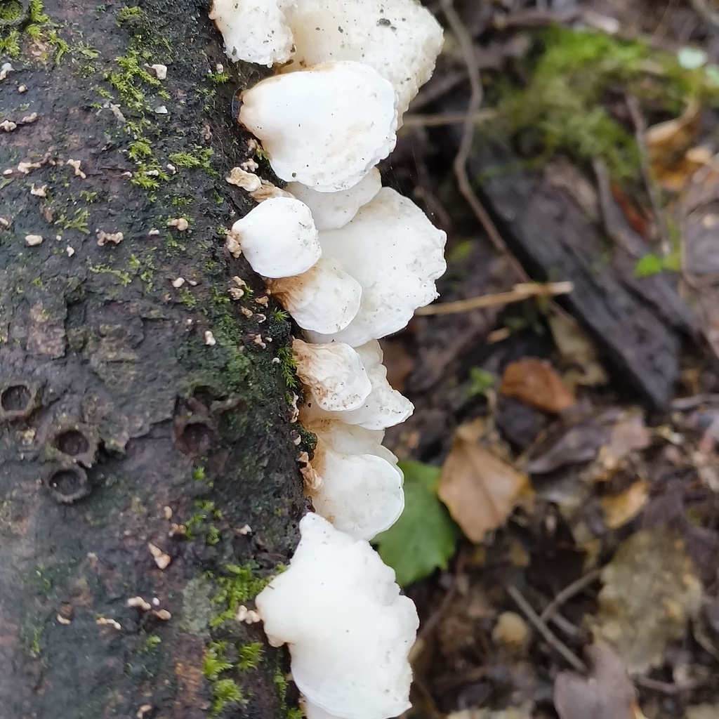 Gloeoporus phlebophorus · July 2025 · photo: © zedt (iNaturalist, cc-by)